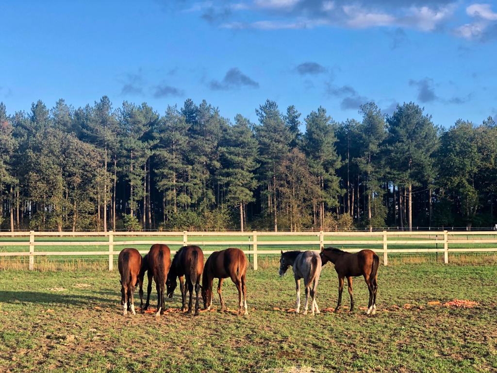 Horses eating grass